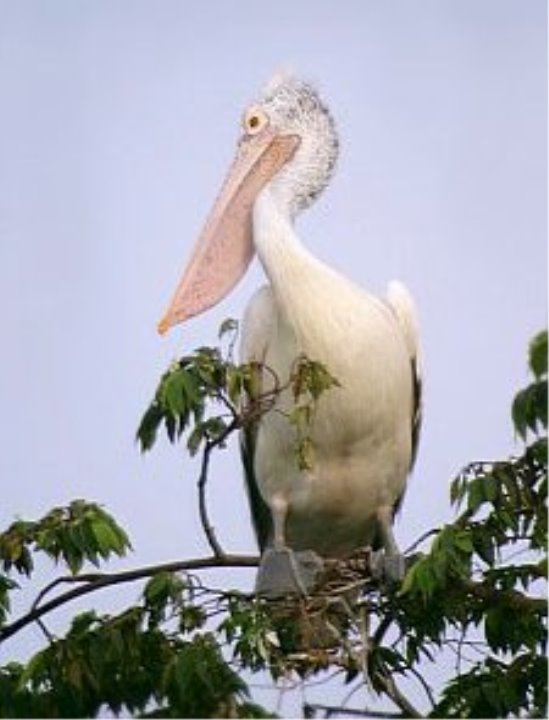 Файл:Spotbilled pelican.jpg